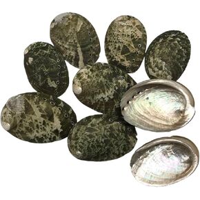 Mmvolyy Natural Green Baby Abalone Seashell لـ DIY Hermit Crab House Decor 1inch-2inch 50pc