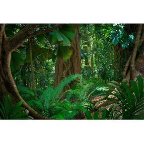 Rainforest Aquarium Background Jungle Forest Fish Tank Background Tropical Forest Lush Jungle Huge Tree Reptile Tank Background Tropical Jungle Reptile Enclosure Background Fish Tank Backdrop 24x12in