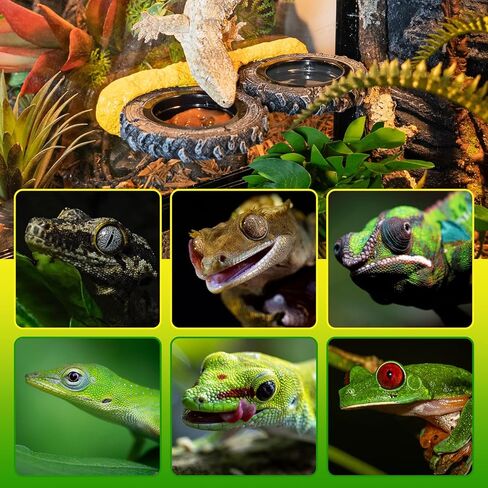 مغناطيسي Crested Crested Gecko حافة الحافة ، حافة تغذية الزواحف مع أوعية الطعام PVC ، طبق مياه الزواحف على شكل إطار ل cretted Gecko Leopard Gecko Lizard Frog Dragon in Kuwait