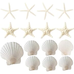 15 PCS 3-4 بوصات نجمات كبيرة 2-6 بوصة قذائف الأسقلوب الطبيعية مثالية لحفل زفاف ديكور الشاطئ حفلة ، ديكورات المنزل ، الحرف اليدوية ، خزان الأسماك