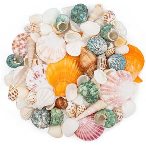Qeqekaka Sea Shells للحرف اليدوية - حوالي 12 نوعًا من صدف الشاطئ الطبيعي (0.4 "-2") مع قذائف المهرج | زينة خزان الأسماك ، لوازم حفلات الشاطئ ، مواد الحشو المزهرية ، ديكور الزفاف في المحيط.