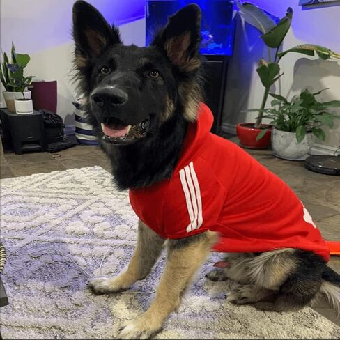 Weowin Pet Outfit - Cute Dog Sweater Sweatshirt Hoodies Tracksuit Cold Weather Coat 2-Legs Red for Small Medium Large Dogs Boy or Girl (Medium) in Kuwait