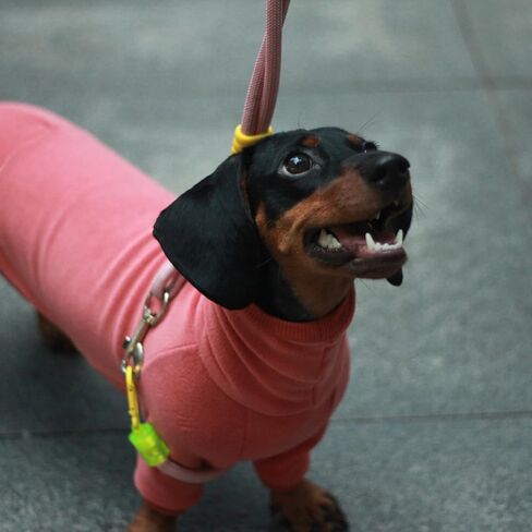 Dachshund Dog Turtleneck Warm Sweater, Winter Clothes, Suitable for Dachshunds (Green, Medium) in Kuwait