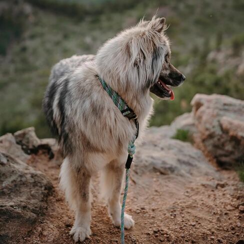 Wilderdog Carabiner Climbing Rope Dog Clash for متوسطة وكبيرة - 5 أقدام - المحيط الهادئ الأزرق in Kuwait