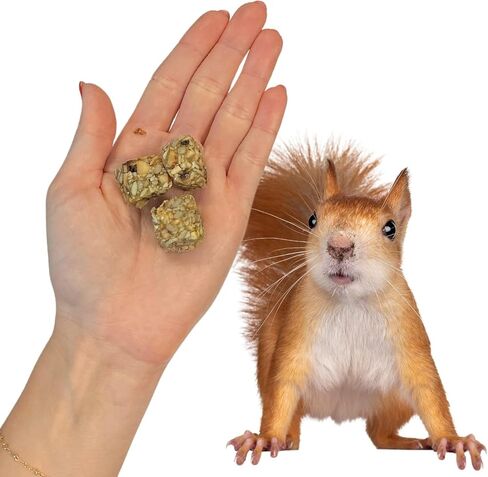 Exotic Nutrition Beneficial Blocks (10 oz.) - Healthy & Unique Supplemental Food with Nuts & Seeds for Squirrels in Kuwait