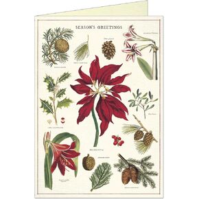 أوراق Cavallini Christmas Botanica Boxed Notes ، Multicolor