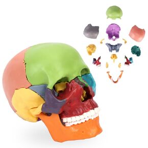XKiss Spine Model,15.5" Mini Anatomy Spinal Cord Color Human Spine Model with Spinal Nerves,Intervertebral Discs, Pelvis and Femur,for Medical Students and Chiropractors, Includes Stand