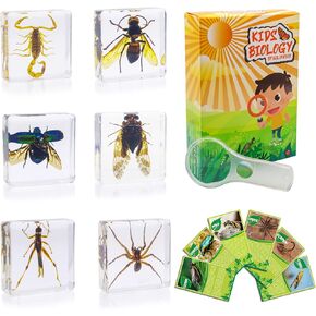 6 PCS Insect Specimen Set,Dragonfly,Wasp,Spider,Scorpion,Locust,Chafer Resin Collection Science Toys
