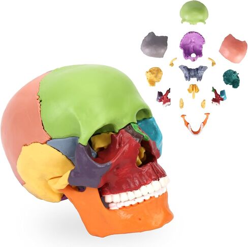 XKiss Spine Model,15.5" Mini Anatomy Spinal Cord Color Human Spine Model with Spinal Nerves,Intervertebral Discs, Pelvis and Femur,for Medical Students and Chiropractors, Includes Stand in Saudi Arabia