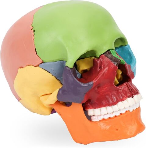 XKiss Spine Model,15.5" Mini Anatomy Spinal Cord Color Human Spine Model with Spinal Nerves,Intervertebral Discs, Pelvis and Femur,for Medical Students and Chiropractors, Includes Stand in Saudi Arabia