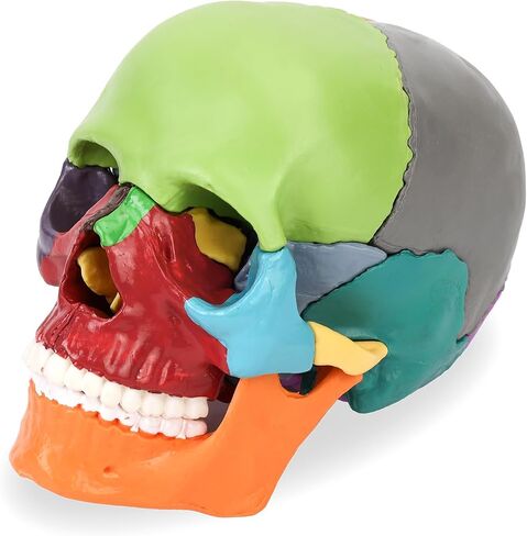 XKiss Spine Model,15.5" Mini Anatomy Spinal Cord Color Human Spine Model with Spinal Nerves,Intervertebral Discs, Pelvis and Femur,for Medical Students and Chiropractors, Includes Stand in Saudi Arabia