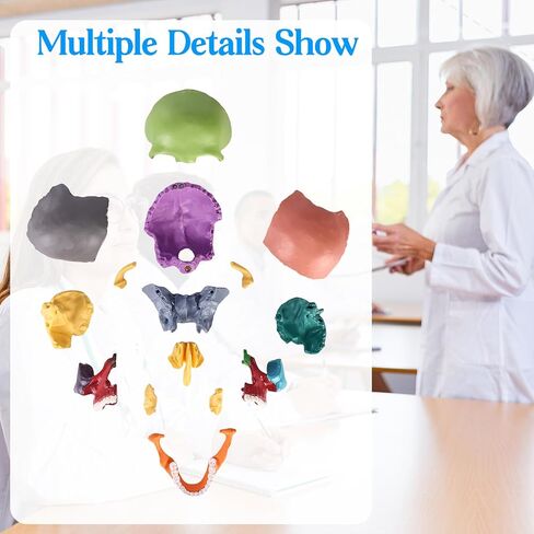XKiss Spine Model,15.5" Mini Anatomy Spinal Cord Color Human Spine Model with Spinal Nerves,Intervertebral Discs, Pelvis and Femur,for Medical Students and Chiropractors, Includes Stand in Saudi Arabia