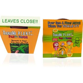 TickleMe Plant Birthday Party Favors (Pack of 2) (Leaves Fold When You Tickle It) Minutes Later The Leaves Re-Open. Great Science Fun, Green and Educational. Grow Indoors. It Even Flowers.