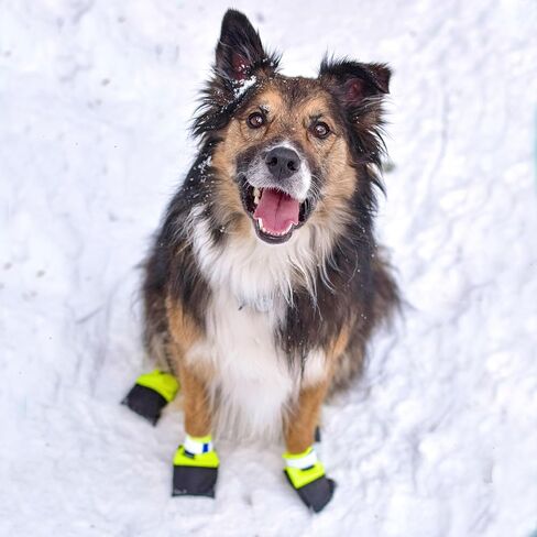 Wilderdog Dog Booties, Lightweight, Grippy Rubber Bottom, Double Hook & Loop Closure Set of 4 - Medium in Kuwait