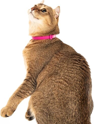 Cat Collar 2 Pack - Soft, Comfortable, and Lightweight Safety Breakaway Collar with Name Tag Ring for Outdoor Cats and Sensitive Skin Kittens by Nuvuq (6 ⅞" to 10 ¼", Red) in Saudi Arabia
