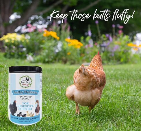 FRESH EGGS DAILY Poultry Probiotics Feed Supplement Vitamins for Backyard Chickens and Ducks 6LB in Kuwait