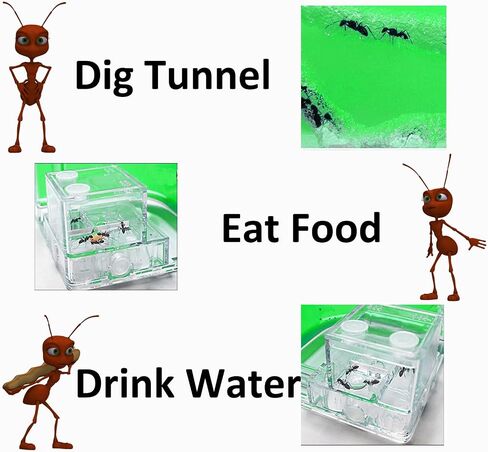 Ant Farm for Kids Safety and Environment Gel Ant Colony Ecosystem Terrarium, Ant Habitat Science Learning Kit(with No Ant)… in Saudi Arabia