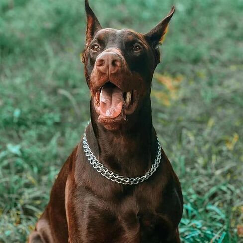 Dog Chain Collar Metal Martingale Anti Chew Training Collars Chew Proof, Chrome Plated, 2 Link for Small Medium Large Dogs (Silver, Large(for Neck 20-25'')) in Kuwait