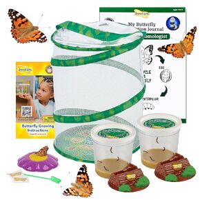 الحشرات Lore Live Butterfly Garden Life Cycle Complication Kit | 10 لايف طفل مطلي بالسيدة اليرقات | بما في ذلك الموائل واللوازم