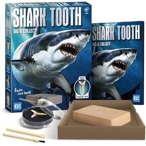 Eggbox Shark Tooth Dig Kit Excavate 8 أحافير أسماك القرش بما في ذلك أبيض كبير ، ملاك ، Bullhead ، Longnose ، Sand Tiger Shark وما إلى ذلك. هدية علمية رائعة لعشاق البيولوجيا البحرية في أي عصر