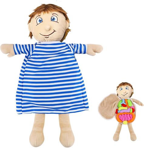لعبة تشريح الجسم البشرية البشرية ، لعبة Montessori Preschool Educational Organ Mithing Toys for Kids ، وأدوات تعلم العلوم للطالب ، وأدوات تدريس الوعي بالأجسام للفتيات in Kuwait