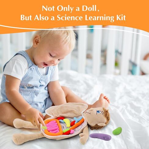 لعبة تشريح الجسم البشرية البشرية ، لعبة Montessori Preschool Educational Organ Mithing Toys for Kids ، وأدوات تعلم العلوم للطالب ، وأدوات تدريس الوعي بالأجسام للفتيات in Kuwait