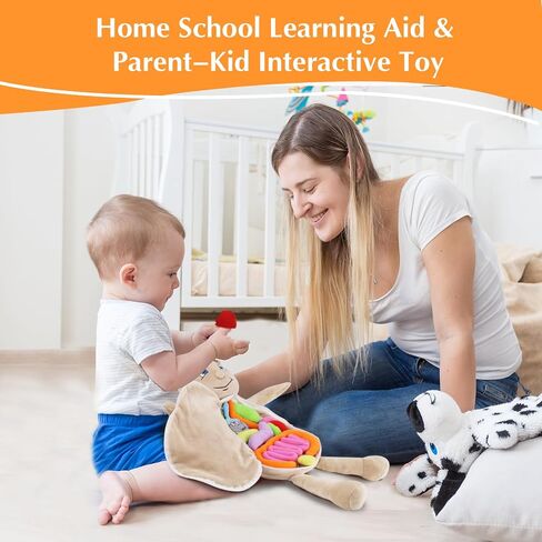 لعبة تشريح الجسم البشرية البشرية ، لعبة Montessori Preschool Educational Organ Mithing Toys for Kids ، وأدوات تعلم العلوم للطالب ، وأدوات تدريس الوعي بالأجسام للفتيات in Kuwait