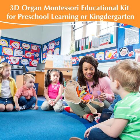 لعبة تشريح الجسم البشرية البشرية ، لعبة Montessori Preschool Educational Organ Mithing Toys for Kids ، وأدوات تعلم العلوم للطالب ، وأدوات تدريس الوعي بالأجسام للفتيات in Kuwait
