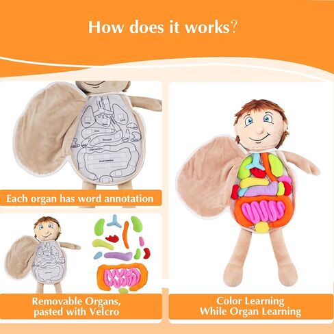 لعبة تشريح الجسم البشرية البشرية ، لعبة Montessori Preschool Educational Organ Mithing Toys for Kids ، وأدوات تعلم العلوم للطالب ، وأدوات تدريس الوعي بالأجسام للفتيات in Kuwait