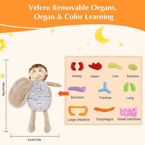 لعبة تشريح الجسم البشرية البشرية ، لعبة Montessori Preschool Educational Organ Mithing Toys for Kids ، وأدوات تعلم العلوم للطالب ، وأدوات تدريس الوعي بالأجسام للفتيات in Kuwait