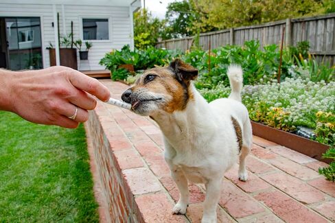 4Cyte ™ Epiitalis® Forte Dog Gel 50ml/1.69 Fl Oz in Kuwait