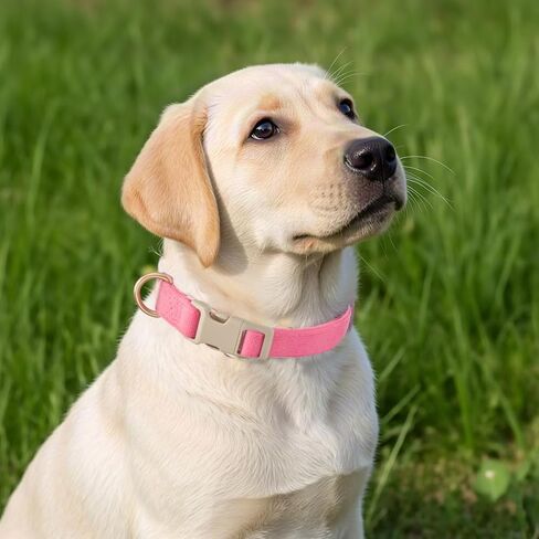 Soft Cotton Dog Collar Adjustable Corduroy Dog Collars for Small Medium Large Female Dogs(Hot Pink,Medium) in Kuwait