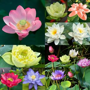 160pcs Bowl Lotus Seeds Mixed Lotus Seeds for Planting Water Features Bonsai Lotus Flower Seed Indoor Outdoor Garden Pond Grow Easily Low Maintenance