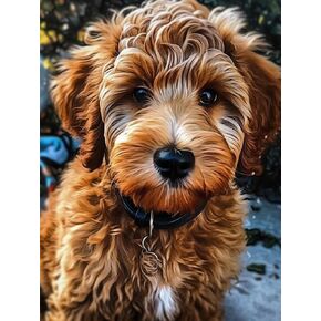 اللوحة الفنية الماسية العامة الكلب Golden Doodle Puppy Animal (1) للبالغين اللوحة الفنية الماسية من قبل مجموعات الأرقام الجوهرية جدار المنزل ديكور (قماش 11.8 x15.8inch)