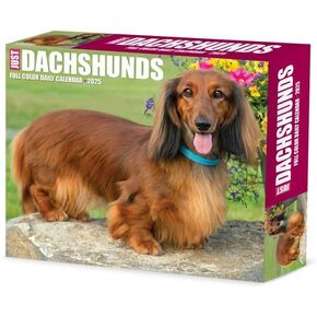Willow Creek Press, Just Dachshunds 2025 Desk Calendar