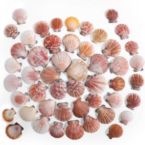 Ppclion 45 pcs قذيفة اسكالوب صغيرة لديكور ديي ديكور ديكور صدف صغير للزخارف المنزلية ، الحفلات على شاطئ