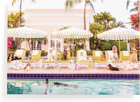 Galison Gray Malin Palm Beach – 1000 Piece Book Box Puzzle with Glamorous Palm Beach Dogs Photography Packaged in Magnetic Keepsake Book Sized Box in Saudi Arabia