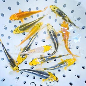 Toledo Goldfish Live Sunshine Yellow Koi, Mix of Standard or Butterfly Fin Species, Perfect for Ponds, Tanks, and Aquariums - 3-4 Inches, 10 Count