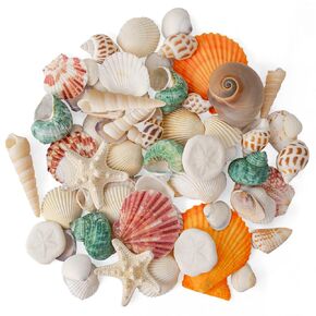 Sea Shells Mixed Beach Seashells 12 Kinds, Various Sizes Natural Sea shells Beach Party DIY Fish Tank Vase Filler