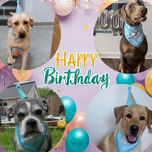 Zaabaazina Dog Birthday Party Supplies, Dog Birthday Bandana Boy Blue Dog Birthday Hat with Numbers, Dog Birthday Banner LETS PAWTY and WOOF Balloons for Dogs Party Supplies Decorations in Kuwait