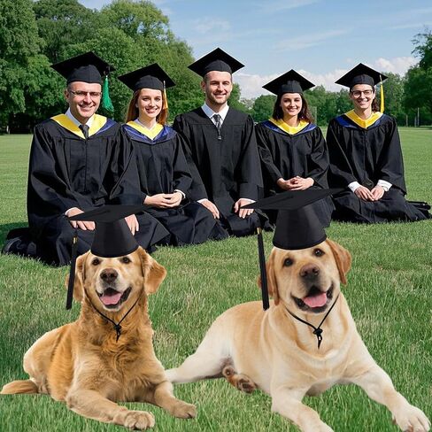 2 Pack Pet Graduation Caps Large Dog Graduation Hats with Black Tassels for Graduation Season Puppy Cats Outfits Holiday Grad Costume Accessories Party Photo Props (Black, Large) in Kuwait