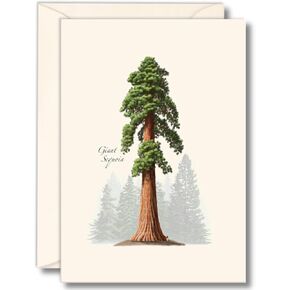 Earth Sky + Water - Sequoia Notecard Set - 8 بطاقات فارغة مع الأظرف