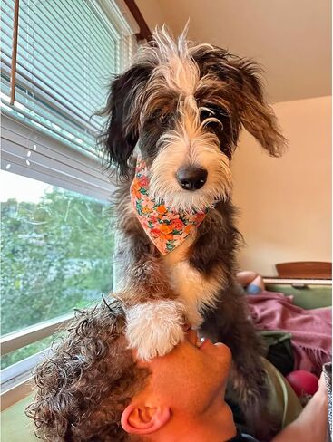 Lionheart glory Dog Bandana 1 Pack Washable Soft Cotton Flower Print Bibs Scarf, Adjustable Kerchief Square Dog Bandanas for Small Dogs in Kuwait