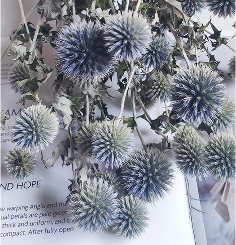 باقة زهور الشوك المجففة الحقيقية باللون الأزرق 16 بوصة زهرة Echinops Globe المحفوظة لحفلات الزفاف ترتيب الزهور الحرفية ديكور منزلي ذاتي الصنع in Kuwait