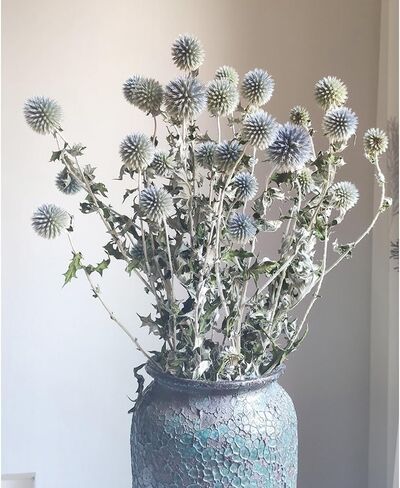 باقة زهور الشوك المجففة الحقيقية باللون الأزرق 16 بوصة زهرة Echinops Globe المحفوظة لحفلات الزفاف ترتيب الزهور الحرفية ديكور منزلي ذاتي الصنع in Kuwait