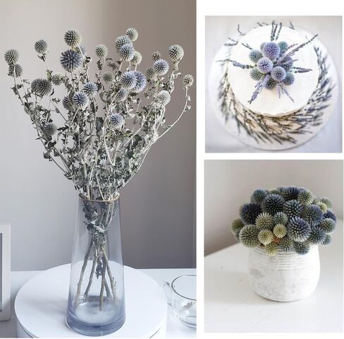باقة زهور الشوك المجففة الحقيقية باللون الأزرق 16 بوصة زهرة Echinops Globe المحفوظة لحفلات الزفاف ترتيب الزهور الحرفية ديكور منزلي ذاتي الصنع in Kuwait
