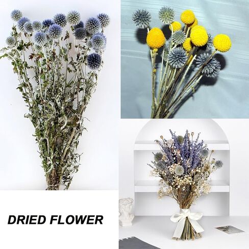 باقة زهور الشوك المجففة الحقيقية باللون الأزرق 16 بوصة زهرة Echinops Globe المحفوظة لحفلات الزفاف ترتيب الزهور الحرفية ديكور منزلي ذاتي الصنع in Kuwait