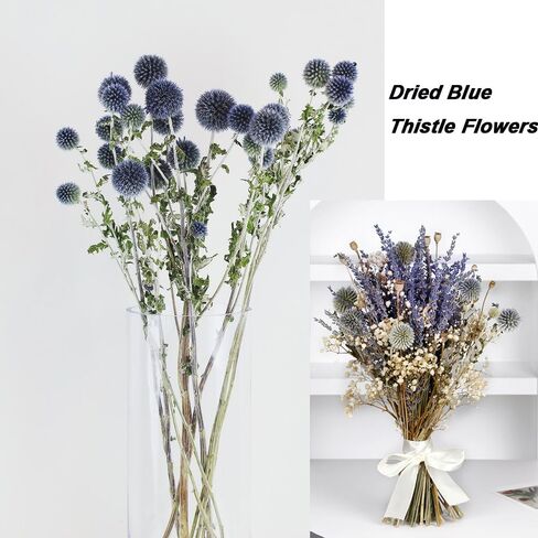 باقة زهور الشوك المجففة الحقيقية باللون الأزرق 16 بوصة زهرة Echinops Globe المحفوظة لحفلات الزفاف ترتيب الزهور الحرفية ديكور منزلي ذاتي الصنع in Kuwait