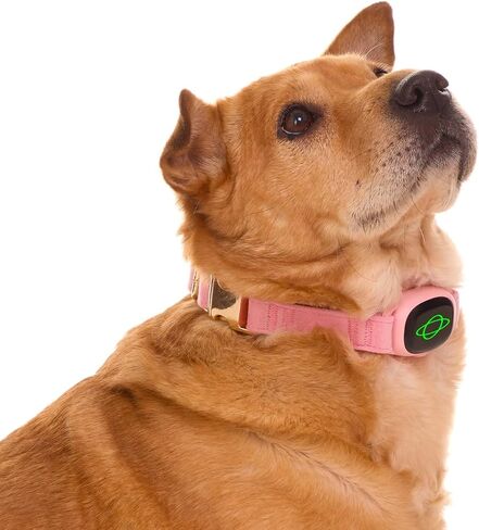 Dog Bark Collar,Dog Training Collar with remote-2600 ft,Non Shock,Adjustable Fit,for Small,Medium,Large Dogs, Advanced Technology with Remote, Automatic Bark Collar, Rechargeable,Anti-Barking,Pink in Kuwait