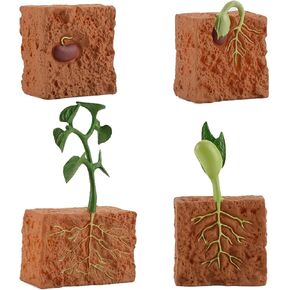4 PCS Farm Plant Cycle Model Figure Plants Grown Toy Simulation PVC Plant Plant Cycle Model for 5 6 7 7 8 year Boys Girls Kid Choilers (Green)